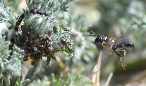 Tracheliodes quinquenotatus